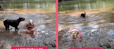 Perrito derrite en ternura a usuarios tras saltar en lodo y sufrir por tener patitas cortas Perrito derrite en ternura a usuarios tras saltar en lodo y sufrir por tener patitas cortas