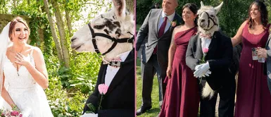 La llama se llama J y se vuelve viral en redes. Llama sorprende a los asistentes al convertirse en padrino de una boda