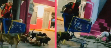 Hombre viaja velozmente en un carrito de compras que es empujado por una jauría de perritos Hombre viaja velozmente en un carrito de compras que es empujado por una jauría de perritos