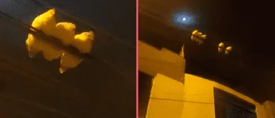 Captan a gallinas posadas en cable de luz como si fuesen palomas Usuario capta a gallinas posadas en un cable de luz como si fueran palomas: "¿Cómo llegaron hasta ahí?"