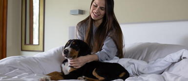 ¿Sabías que las sábanas de bambú son Pet Friendly? ¿Sabías que las sábanas de bambú son Pet Friendly?