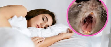 Los sueños de ratas que te muerden, ¿Por qué podrían estar enviándote un mensaje importante? ¿Por qué soñar con ratas que te muerden puede ser un mensaje importante en tu vida?