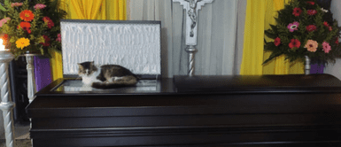 La gatita no se alejó del ataúd de su papá humano sin vida. Gatita conmueve a todos al despedir a su dueño en el conmovedor velorio