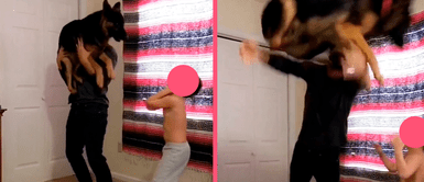 Perrito se divierte saltando con su familia humana y enternece en redes: “Es una linda familia” Perrito se divierte saltando con su familia humana y enternece en redes: “Es una linda familia”