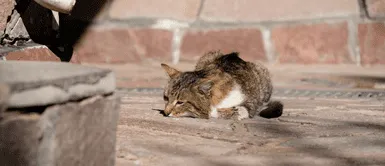 Conoce qué sucede en esta parte del mundo. Lamentable tragedia en Chipre: Más de 300.000 gatos caen víctimas del mortal coronavirus felino