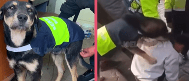 Perro es agente de seguridad ciudadana y se roba el corazón de miles en TikTok: ¡Todo un Perrenazgo! Perro es agente de seguridad ciudadana y se roba el corazón de miles en TikTok: ¡Todo un Perrenazgo!