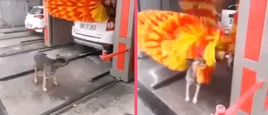 Perrito se olvida de los baños medicados y elige un “carwach” para quitarse lo sucio: “Quedo nuevo” Perrito se olvida de los baños medicados y elige un “carwach” para quitarse lo sucio: “Quedo nuevo”