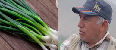 Esta es la razón por la que la cebolla china podría ser perjudicial para la salud. ¿Adiós al arroz chaufa? Ingeniero agrónomo advierte la presencia de manchas azules en la cebolla china