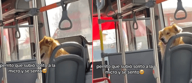 El perrito se hizo el loco en todo el camino. El perrito se hizo el loco en todo el camino.