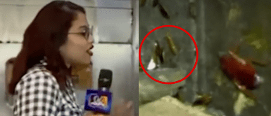 La reportera se topó con un ambiente desagradable. Reportera queda en 'shock' al ver cucarachas en pollería de San Martín de Porres: "Hasta náuseas siento"