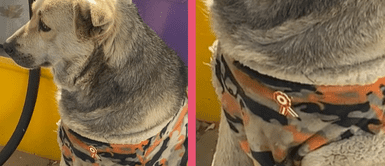 ¡El más patriota! Perro conquista TikTok al llevar puesto su escarapela de metal en el pecho ¡El más patriota! Perro conquista TikTok al llevar puesto su escarapela de metal en el pecho