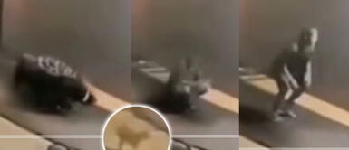 ¿Reptiliano? Un persona se trasforma frente a un gato ¡Aterrador! Hombre cambia de forma frente a un gato y este queda petrificado