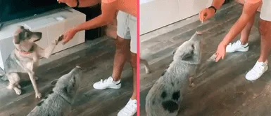 ¡Hermanos de diferentes padres! Cerdito y perrito son entrenados juntos y su reacción se vuelve viral ¡Hermanos de diferentes padres! Cerdito y perrito son entrenados juntos y su reacción se vuelve viral