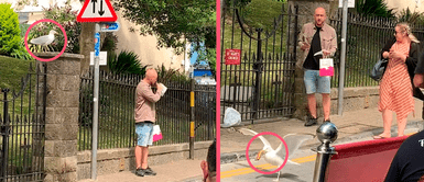 ¡Solo quería comer! Gaviota se roba la comida de un hombre mientras caminaba tranquilamente por la vereda ¡Solo quería comer! Gaviota se roba la comida de un hombre mientras caminaba tranquilamente por la vereda