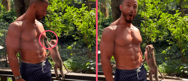 Tierno monito intenta acicalar a un hombre, pero su reacción al no encontrar nada se vuelve viral al poco tiempo Tierno monito intenta acicalar a un hombre, pero su reacción al no encontrar nada se vuelve viral al poco tiempo