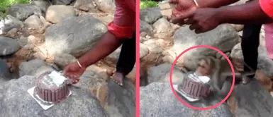 Jóvenes se encontraban partiendo una tora de cumpleaños, pero nunca imaginaron que un monito les robe: “Gran trabajo mono” Jóvenes se encontraban partiendo una tora de cumpleaños, pero nunca imaginaron que un monito les robe: “Gran trabajo mono”