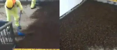 Los peruanos están preocupados por la invasión de plagas. Plaga de grillos invade locales y viviendas en Piura: ciudadanos se preocupan