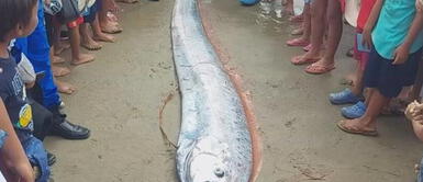 La aparición del pez remo sorprendió a miles ciudadanos. ¿Se viene un devastador terremoto? Gigantesca criatura aparece en el mar de Tumbes y activa las alarmas