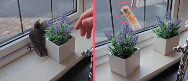 Mujer libera pequeña ave, pero sufre desastroso final a manos de un gato Mujer libera pequeña ave, pero sufre desastroso final a manos de un gato