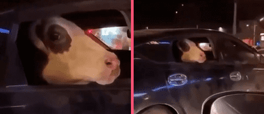 Vaca enternece las redes sociales al viajar dentro de un pequeño auto y sacar la cabeza como un perro Vaca enternece las redes sociales al viajar dentro de un pequeño auto y sacar la cabeza como un perro