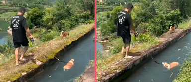 ¡Adorable paseo! Perrito disfruta tierno paseo junto a su papá humano y demuestra sus habilidades en el agua ¡Adorable paseo! Perrito disfruta tierno paseo junto a su papá humano y demuestra sus habilidades en el agua