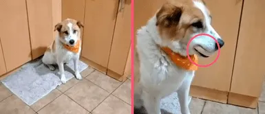 Perrito se come una bolsa de pan y su mamá humana la recrimina por tener un pan en el hocico Perrito se come una bolsa de pan y su mamá humana la recrimina por tener un pan en el hocico