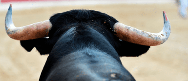 Torero peruano sufre letal cornada durante presentación y se encuentra con “pronóstico reservado” Torero peruano sufre cornada letal durante presentación y ahora se encuentra con “pronóstico reservado”