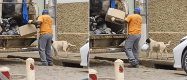 El perrito conmovió a miles en las redes. Perrito recolector de basura enamora corazones y garantiza su sustento: "Paga sus croquetas"