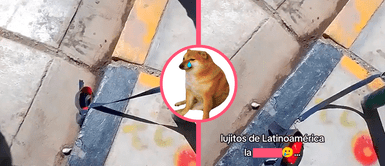 ¡Solo dejaron la correa! Hombre deja amarrado a su mascota en la vereda y se la terminan llevando: “Debiste ponerle alarma” ¡Solo dejaron la correa! Hombre deja amarrado a su mascota en la vereda y se la terminan llevando: “Debiste ponerle alarma”