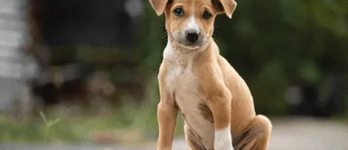 Conoce por qué se conmemora este día. ¿Por qué el 27 de julio es un día inolvidable para los perros sin dueño?