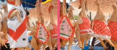 Avícola sorprende con particular manera de vender sus pollos: ¿Qué es eso? Avícola sorprende con particular manera de vender sus pollos: ¿Qué es eso?