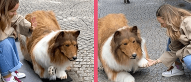 Hombre que gastó miles de dólares en disfraz para volverse un perro da un paseo por primera vez Hombre que gastó miles de dólares en disfraz para volverse un perro da un paseo por primera vez