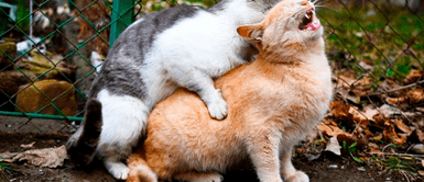 Gatos se aparean y hacen mucho ruido ¿Por qué los gatos hacen mucho ruido como humano cuando se aparean?