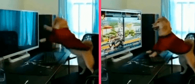 ¡No soportó el estrés! Perrito golpea y tira teclado al piso por no poder jugar en pc ¡No soportó el estrés! Perrito golpea y tira teclado al piso por no poder jugar en pc