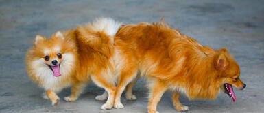 Perros se quedan pegados cuando se aparean ¿Por qué los perros se quedan pegados cuando se aparean?