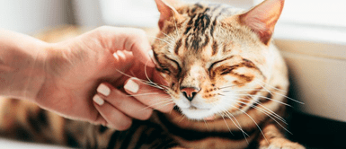 Gato ronronea cuando lo acaricio ¿Qué significa que un gato ronronea cuando lo acaricio?