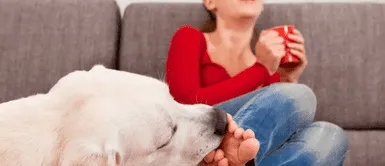 Por qué mis perros me lamen los pies ¿Por qué mi perro me lame los pies? El quiere decirte algo