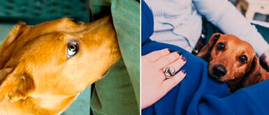 Perros tienden a oler las partes íntimas de las personas ¿Por qué los perros huelen las partes íntimas? Conoce las sorprendentes razones