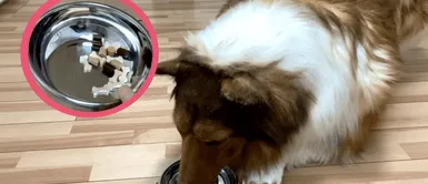 Hombre que gastó miles de dólares en convertirse en un perro decidió comer croquetas Hombre que gastó miles de dólares en convertirse en un perro decidió comer croquetas