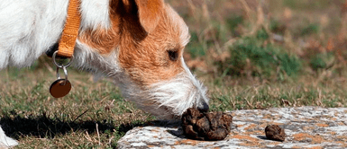 Perro come heces ¿Por qué mi perro como sus heces y qué grave daño le puede causar?