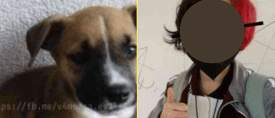 La menor se mostró arrepentida luego de sus actos. Adolescente adopta inocente perrito para matarlo y exhibirlo en las redes: "Porque quise"