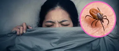 Garrapatas en tus sueños: ¿Qué te están tratando de decir? ¿Qué significan las garrapatas en los sueños?