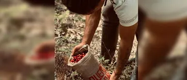 Expocafé Villa Rica Expocafé Villa Rica, un espacio para descubrir los sabores únicos del café de especialidad y sumergirse en su cultura