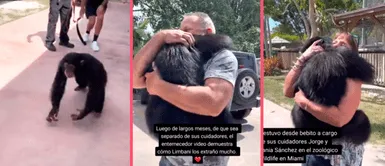 El emotivo encuentro de un chimpancé con sus excuidadores cuando era pequeño El emotivo encuentro de un chimpancé con sus excuidadores cuando era pequeño