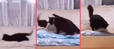 Mamá gatuna regaña a pequeño gato por desordenar una cama y lo termina tendiendo ella misma Mamá gatuna regaña a pequeño gato por desordenar una cama y lo termina tendiendo ella misma