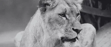 La leona y su desgarrador final tras escapar de su jaula. Trágico escape: Leona muere abatida tras huir de granja de animales en Corea del Sur