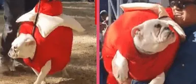 Macota es viral en Tiktok al disfrazarse de un rocoto relleno por el aniversario de Arequipa Macota es viral en Tiktok al disfrazarse de un rocoto relleno por el aniversario de Arequipa