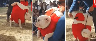 El perrito se lució en concurso canino. Perrito disfrazado de rocoto relleno derrite corazones en Arequipa