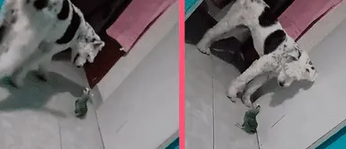 Pequeño loro se vuelve viral en redes por asegurar que un perro lo estaba mordiendo: “Tremendo actor” Pequeño loro se vuelve viral en redes por asegurar que un perro lo estaba mordiendo: “Tremendo actor”