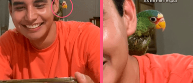 Mujer le enseña a leer mensajes de WhatsApp a su loro y mantiene vigilado a su novio Mujer le enseña a leer mensajes de WhatsApp a su loro y mantiene vigilado a su novio